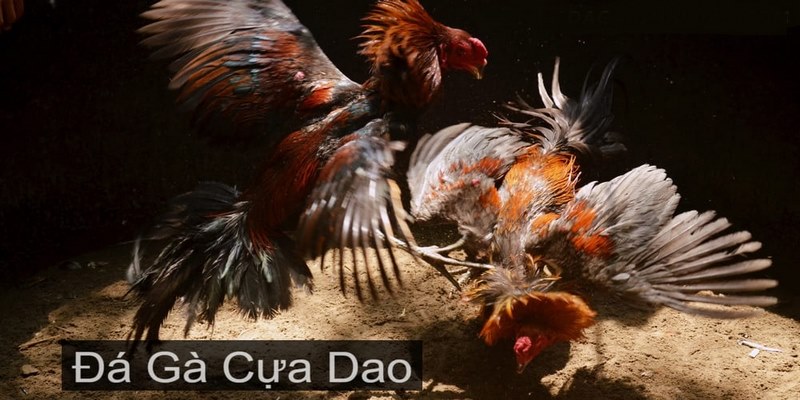 Thông tin về đá gà cựa dao