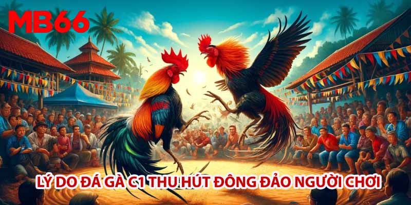 Lý do đá gà C1 tại MB66 thu hút đông đảo người chơi