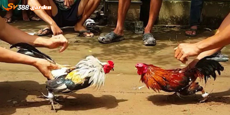 Các loại hình đá gà miền Tây đa dạng tại nhà cái