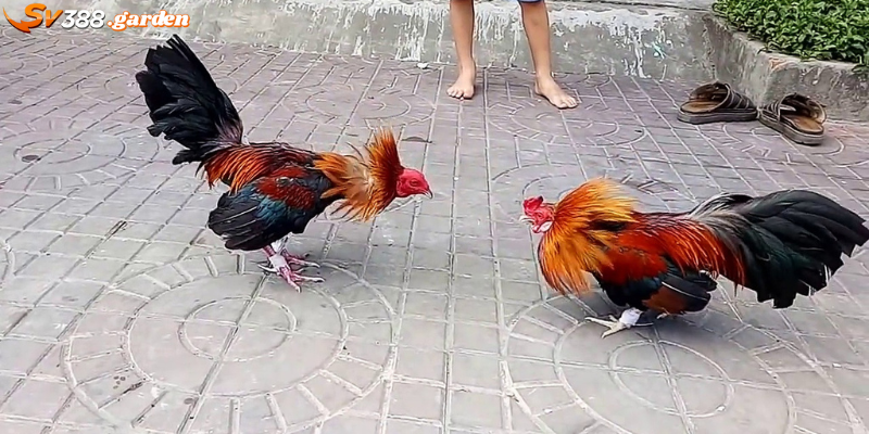 Đá gà miền Tây - Siêu phẩm giải trí yêu thích của cược thủ